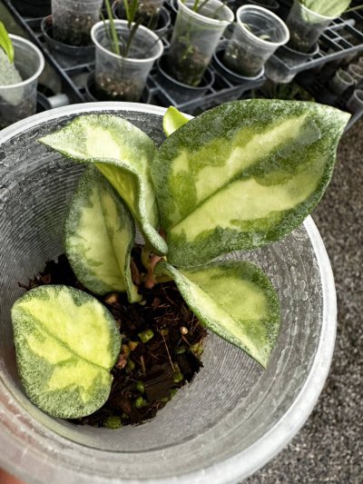 Hoya carnosa 'Argentea Princess'