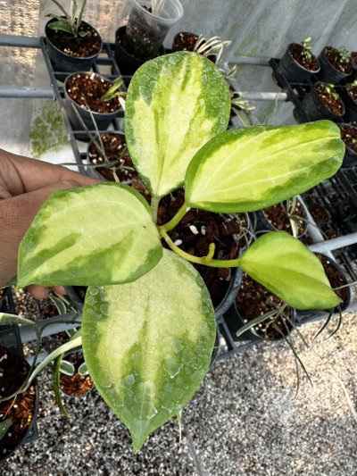 Hoya merrillii (Variegata)