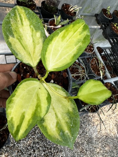 Hoya merrillii (Variegata)