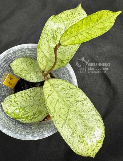 Hoya sp. Gunung Gading 'GGG'