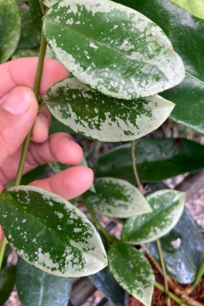 Hoya Hybrid (AH-074)