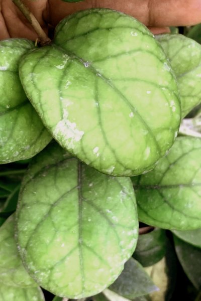 Hoya Hybrid (EPC-260, orbiculated leaf)