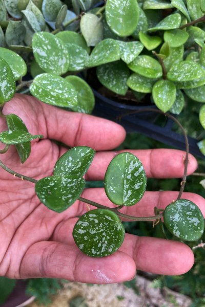 Hoya 'Mathilde' (splash)