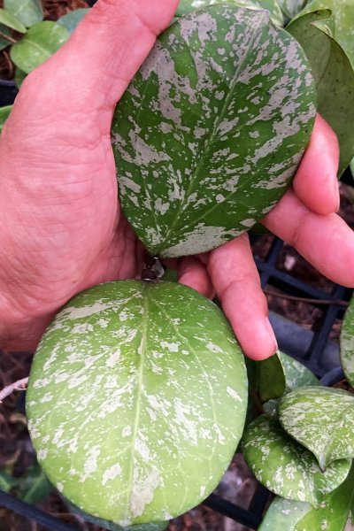 Hoya Michele (splash leaves)