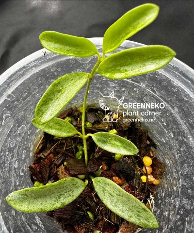 Hoya 'Lima' (Silver-Splash)