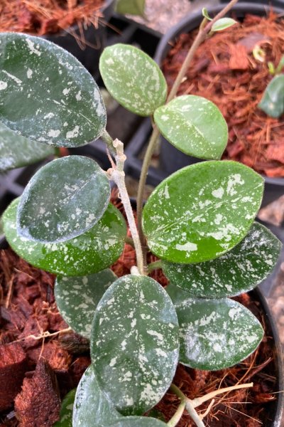 Hoya 'Mathilde' (splash)