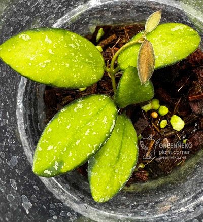 Hoya sp. 'VL9' (variegated)