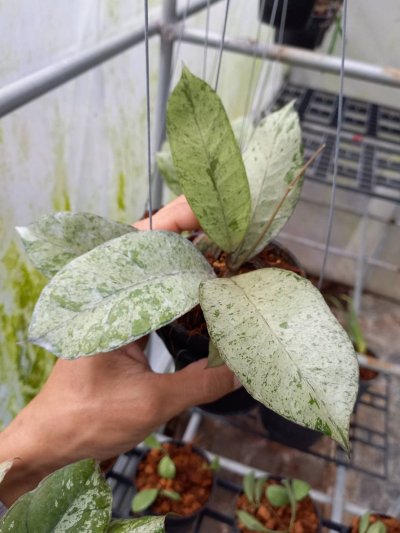 Hoya sp. Gunung Gading 'GGG'