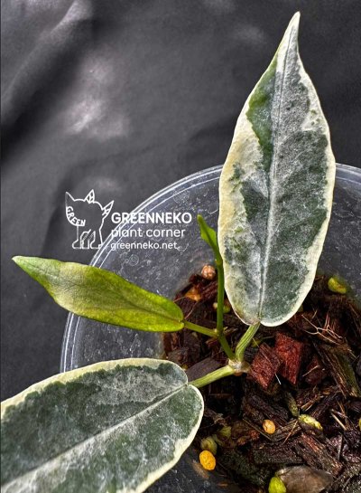 Hoya archboldiana (Albomarginata)