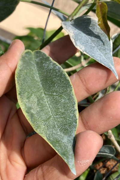 Hoya archboldiana (Albomarginata)
