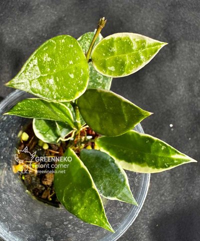 Hoya lacunosa 'Asami' (Splash)