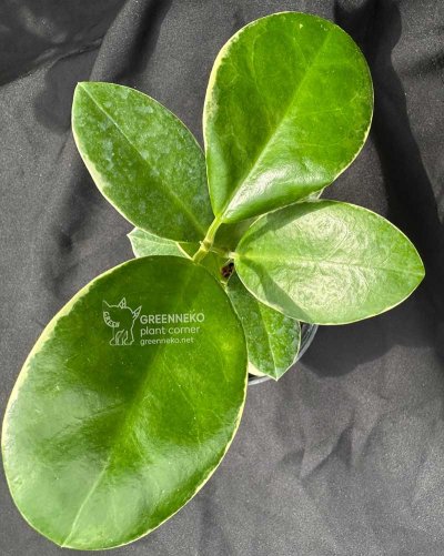 Hoya australis 'Blondie' (Albomarginata)