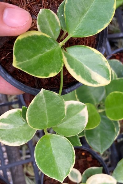 Hoya australis (albomarginata)