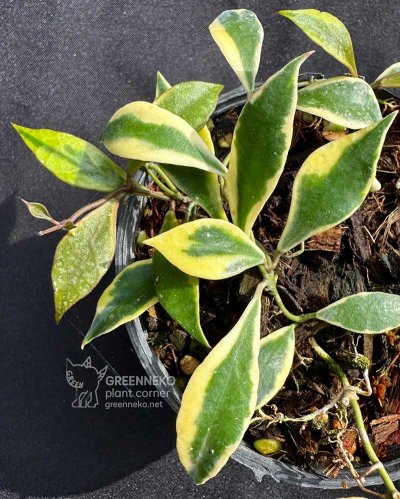 Hoya bakoensis (Albomarginata)