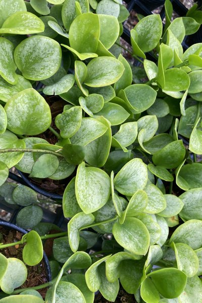 Hoya biakensis (Splash leaves)