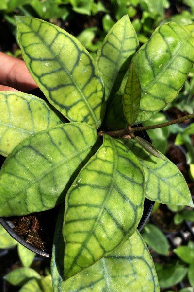 Hoya callistophylla (Short leaf)