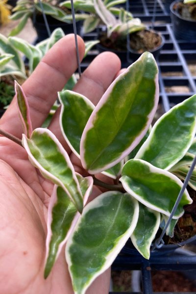 Hoya carnosa 'Suzie Q'