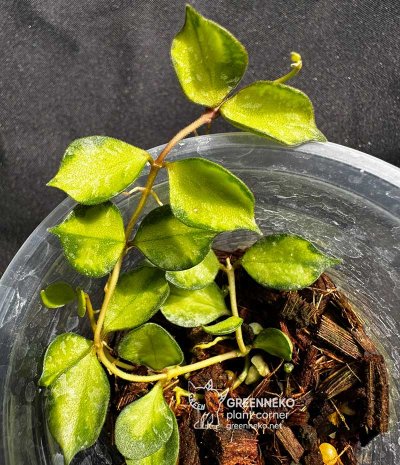 Hoya curtisii (Variegated)
