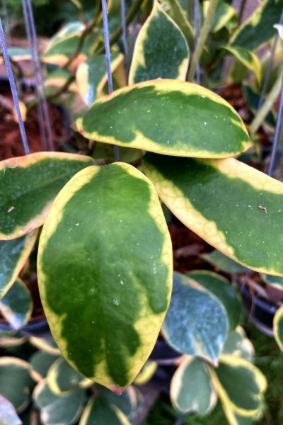 Hoya diversifolia (albomarginata)