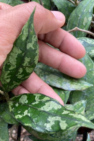 Hoya finlaysonii (EPC-317, splash)