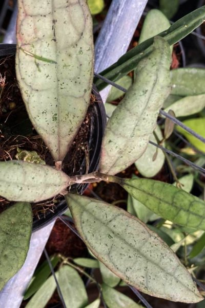 Hoya finlaysonii (EPC-317, silver selected)