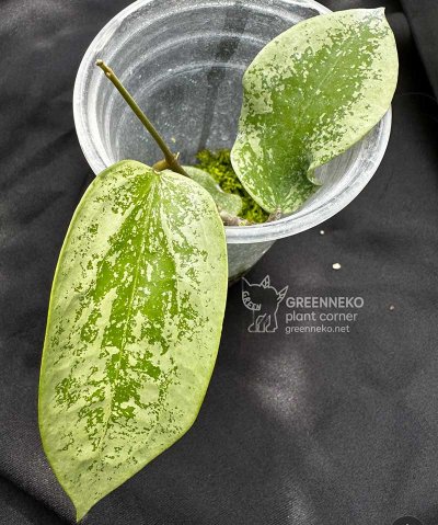 Hoya glabra (splash-silver)