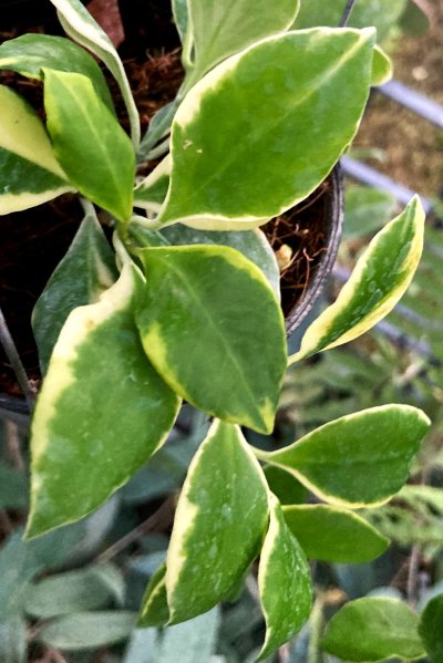 Hoya heuschkeliana (albomaginata)