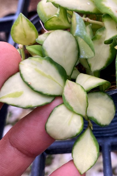 Hoya heuschkeliana (variegated)