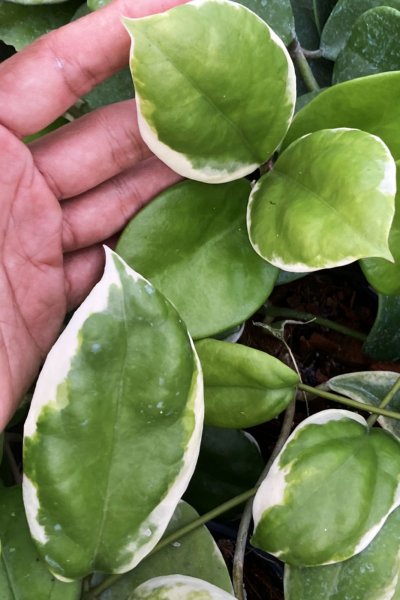 Hoya incrassata (Albomarginata)