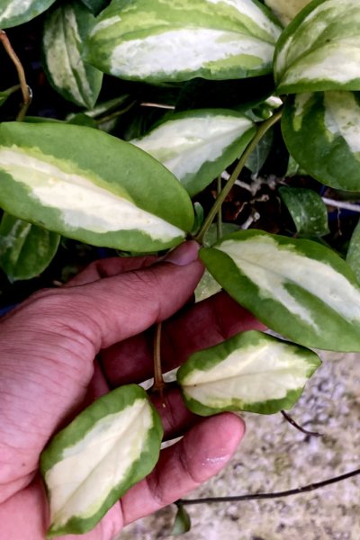 Hoya incrassata (variegated)