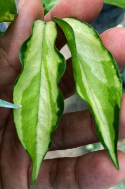 Hoya kenejiana (Albomarginata)