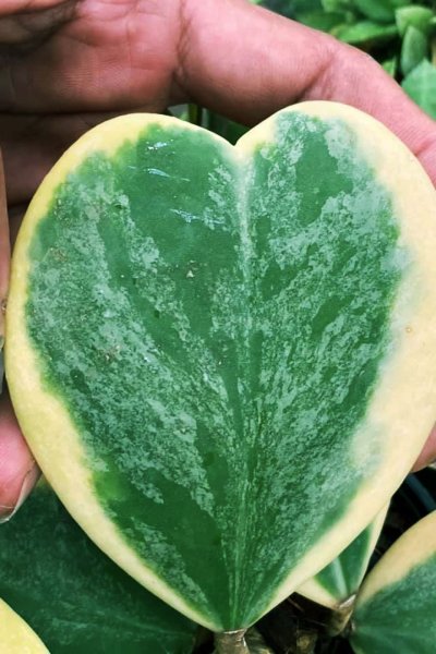 Hoya kerrii (albomarginata, splash selected)