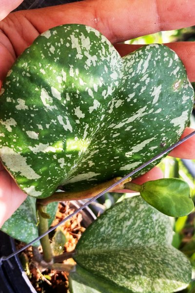 Hoya kerrii 'Mutelu heart' (New)