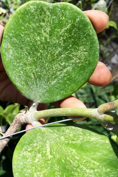 Hoya kerrii  'Pairoj' (orbicular obcordate/ splash)