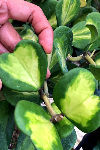 Hoya_kerrii (permanent yellow variegated)
