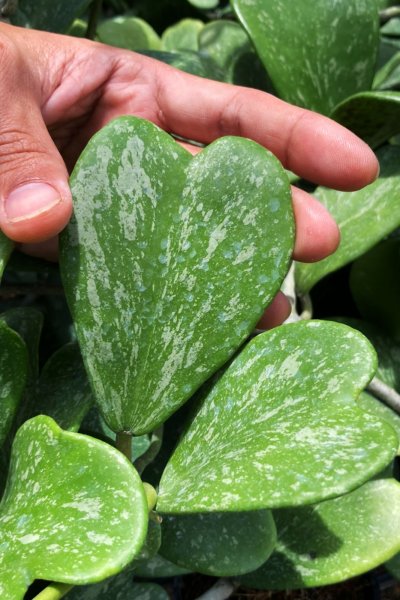 Hoya kerrii (spots splash)