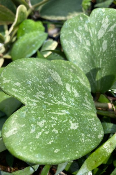 Hoya kerrii (spots splash)