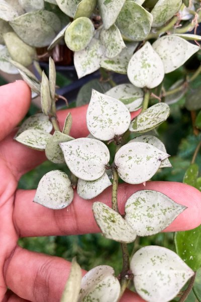 Hoya krohniana 'Eskimo' (silver selected)