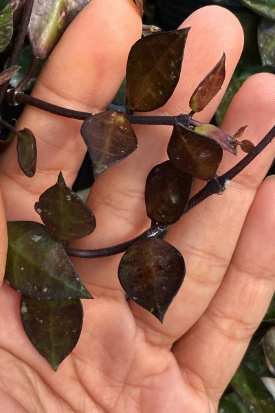 Hoya krohniana (Black)
