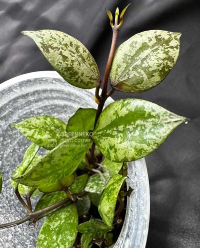 Hoya krohniana (Black and splash leaves)