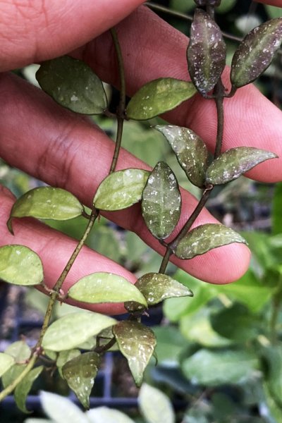 Hoya lacunosa (Perangin Durian)