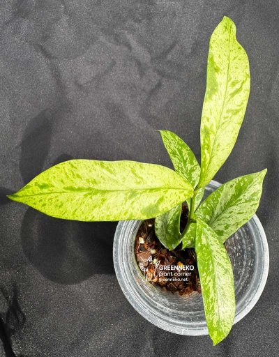 Hoya lobbii (Silver-Splash)