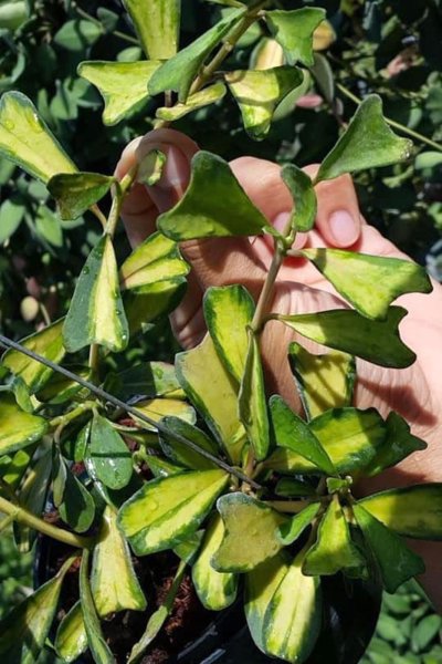 Hoya manipurensis 'Philo' (Variegated)