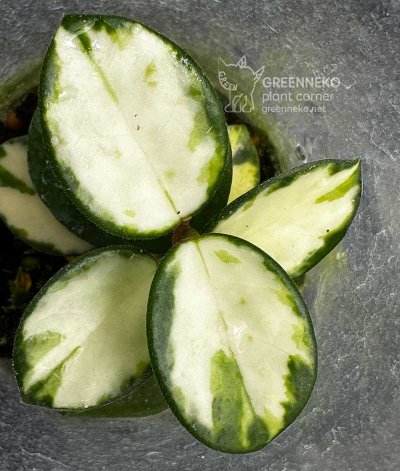 Hoya mathilde (variegated)