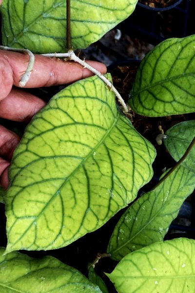 Hoya meledithii (white corona, yellow flowers)