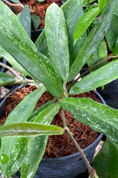 Hoya 'minibell' (splash)