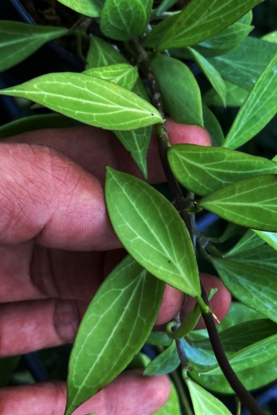 Hoya nicholsoniae (IML-1134, small leaves)