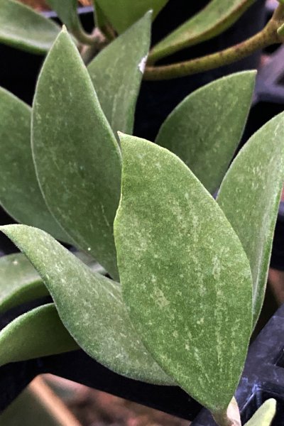 Hoya nummularioides (small leaves splash)