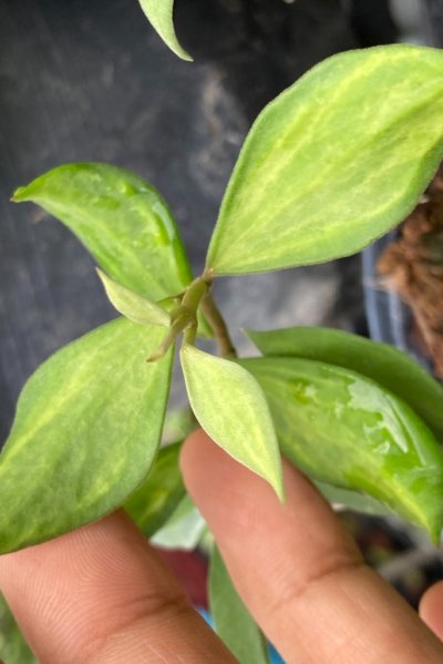 Hoya nummuralioides 'Mali' (variegated)