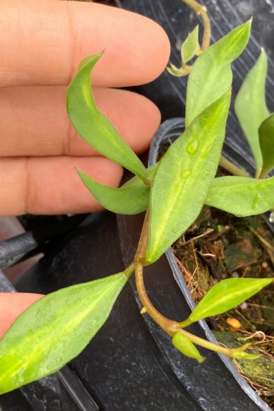 Hoya nummuralioides 'Mali' (variegated)